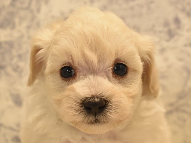 神奈川県のハーフ犬 (ペッツワン相模原愛川インター店/2023年8月29日生まれ/女の子/クリーム)の子犬